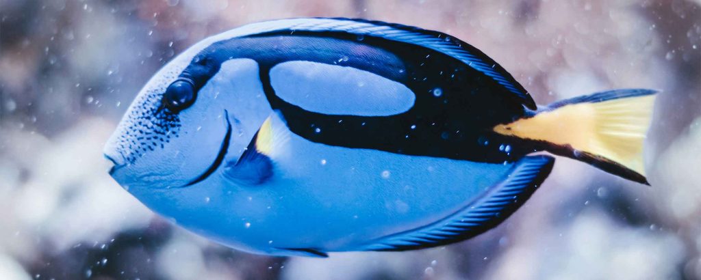 A blue fish that just keeps swimming and marketing it's website